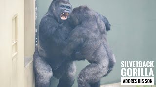 A Trouble Maker Getting The Male Gorillas Awkward | The Shabani's Group