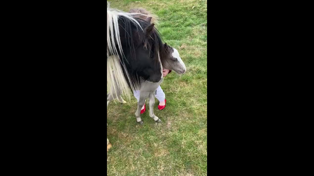 Horse Kicks Child
