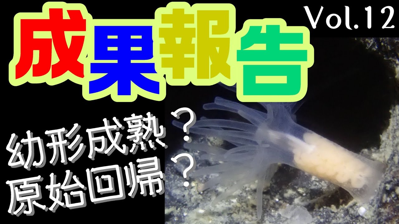 【Dr.クラゲさんの研究紹介】Vol. 12～イソギンチャクが原始回帰!?～【25種目】