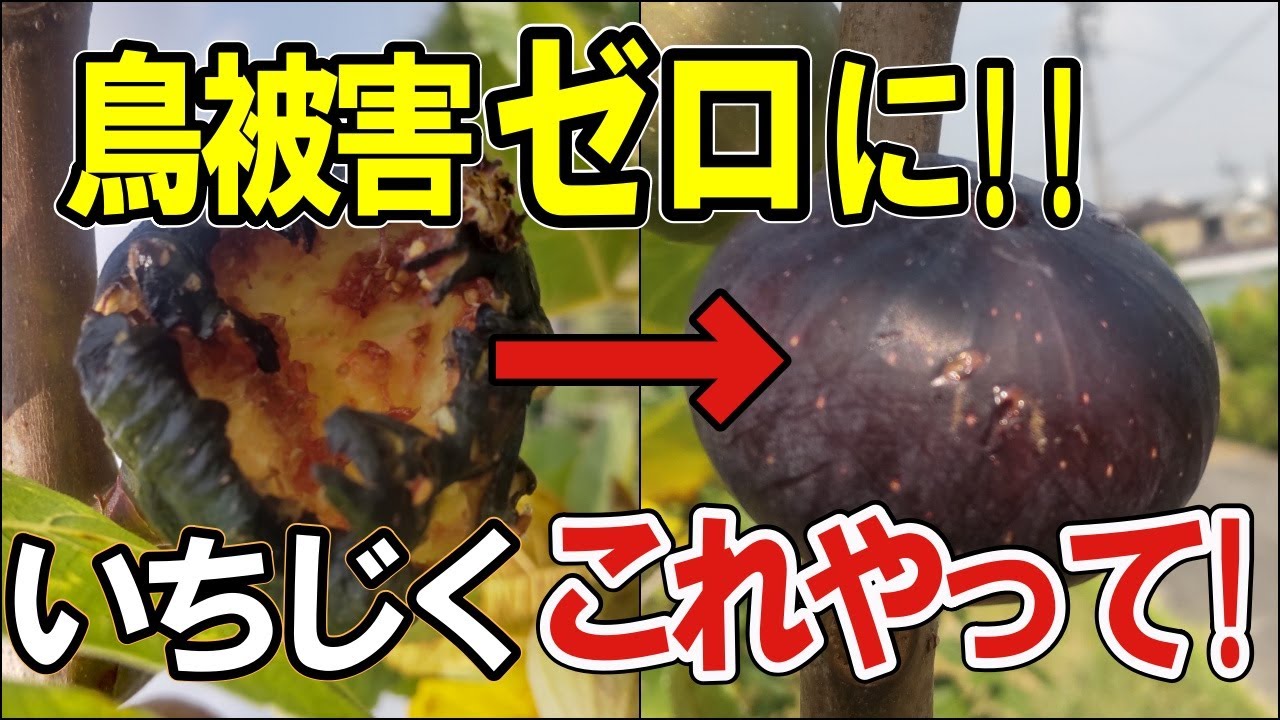 【いちじく 鳥 対策】もう鳥に食べられない！完熟いちじく収獲できます。