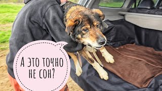 The blind dog got a name, personal people and an apartment in Moscow