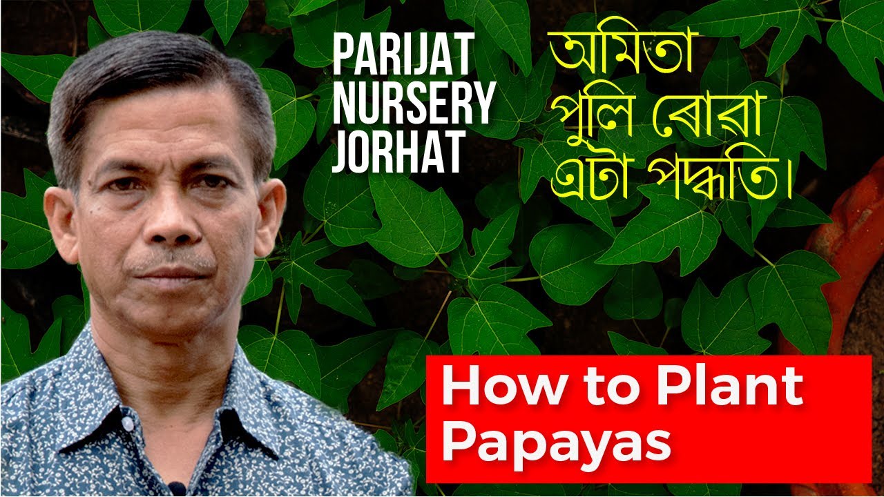 অমিতা পুলি ৰোৱা এটা পদ্ধতি | Papaya Plantation Guide + Tips | Parijat Nursery Jorhat