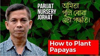 অমিতা পুলি ৰোৱা এটা পদ্ধতি | Papaya Plantation Guide Tips | Parijat Nursery Jorhat অমিতা পুলি ৰোৱা এটা পদ্ধতি | Papaya Plantation Guide Tips | Parijat Nursery Jorhat