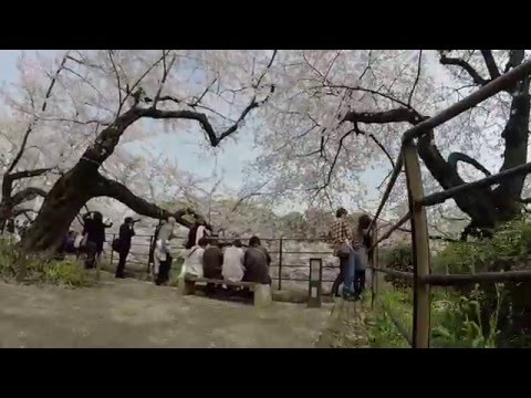 【2016 Spring】桜　千鳥ヶ淵&北の丸公園 GoProHERO3+  2016 Sakura:Cherry Blossom:Chidorigafutchi