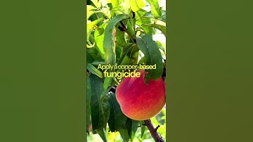 How to treat peach leaf curl ?