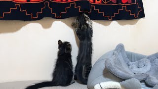 The Kittens seeing beyond the curtain, then the cats came for worrying...#162