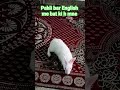 When Youngest Child Clap Back Rabbit English Bunny Funny 