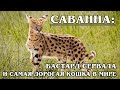 САВАННА: "Дочка сервала" - самая дорогая кошка в мире | Интересные факты про кошек | Породы кошек