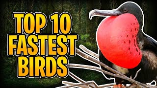 These Are the 10 Fastest Birds in the World | FactoPia