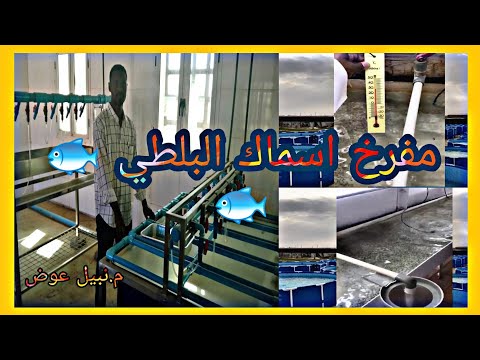 فيديو: هل حاضنات فم البلطي؟