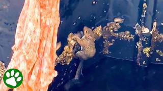 Smart squirrel understands what her rescuers want her to do 🥹👏