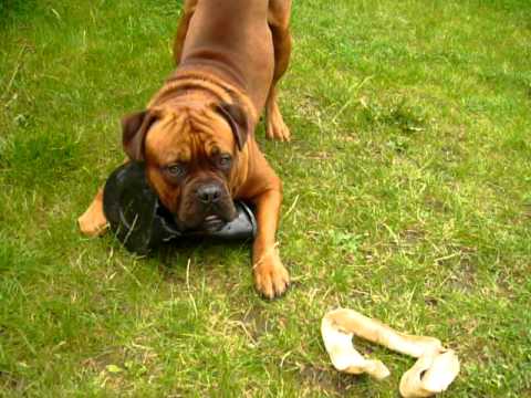 x english french mastiff de 12 x months, at showing dogue boss who's pot bullmastiff bordeaux x english french mastiff de 12 x months, at showing dogue boss who's pot bullmastiff bordeaux