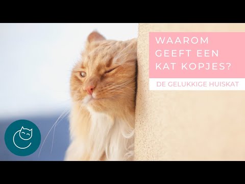 Video: Waarom Weigert Een Kat Droogvoer?