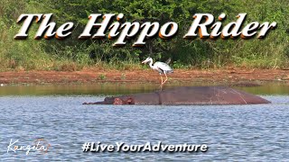 Heron Rides on a Hippo & Catches a Fish, Kruger National Park | #Shorts