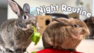 Bunny Night Time Routine! FREE ROAM HOUSE RABBITS