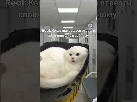 #рилс #рилсы #мем #врек #вреки #врекпж #хайп #длявас #тикток #котики #взаимнаяподписка #просмотры