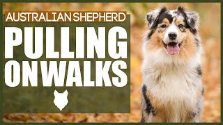 How To STOP Your AUSTRALIAN SHEPHERD PULLING ON WALKS