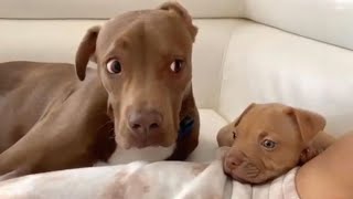 Dog Doing Funny Things -  Best of Funny Dogs in March by Cute Pets TV 52,421 views 12 days ago 10 minutes, 10 seconds