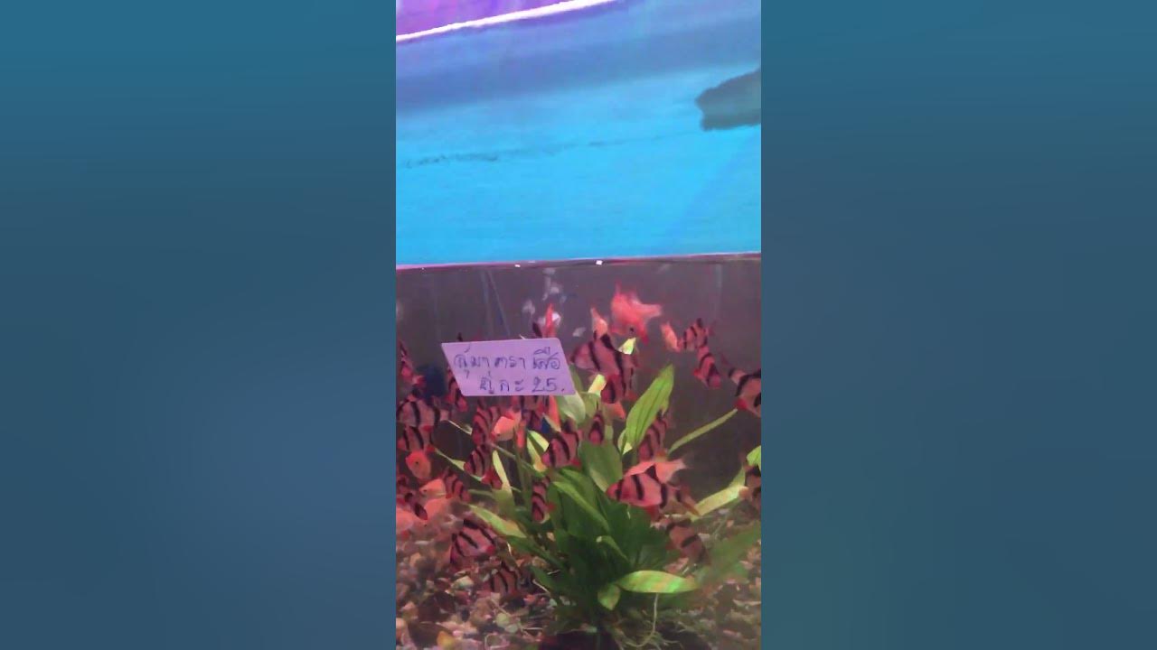tropical-fish-aquarium-shop-chiang-rai-cheap-pet-fish-colourful-youtube