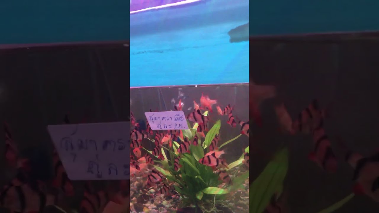 Tropical Fish Aquarium Shop Chiang Rai Cheap Pet Fish Colourful YouTube Tropical Fish Aquarium Shop Chiang Rai Cheap Pet Fish Colourful YouTube