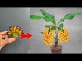 How to propagate bananas simply with this trick with just 1 onion the plant grows super well