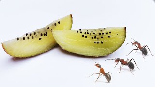 Kiwi Time Lapse - Ants Eating Timelapse