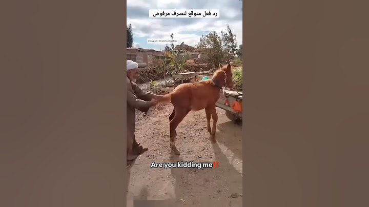 رد فعل متوقع من حصان 🤔 #٦٠شو_مع_الدكتور_حاتم_ستين