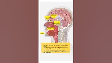 3D Sprint 🚀 Olfactory Transduction | Smell Detection NEET 2026