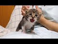 ママを探していた子猫がママを見つけて幸せなミルクの時間に【赤ちゃん猫　保護猫】