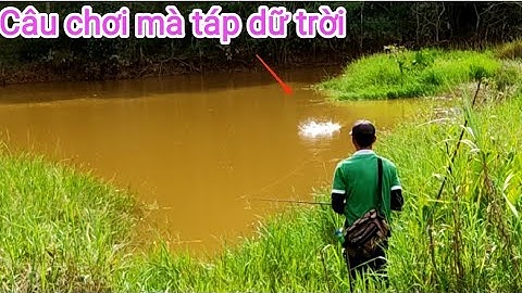 Câu cá lóc_Đi tìm những cú táp cho vui nhưng mà thật phê @Hữunghị tv