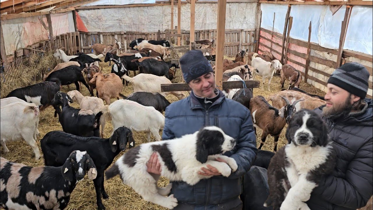 CIOBANESTI DE BUCOVINA PAZESC STANA DE CAPRE SI OI A LUI GEORGICA.CAPRELE SI OILE ARATA BINE.