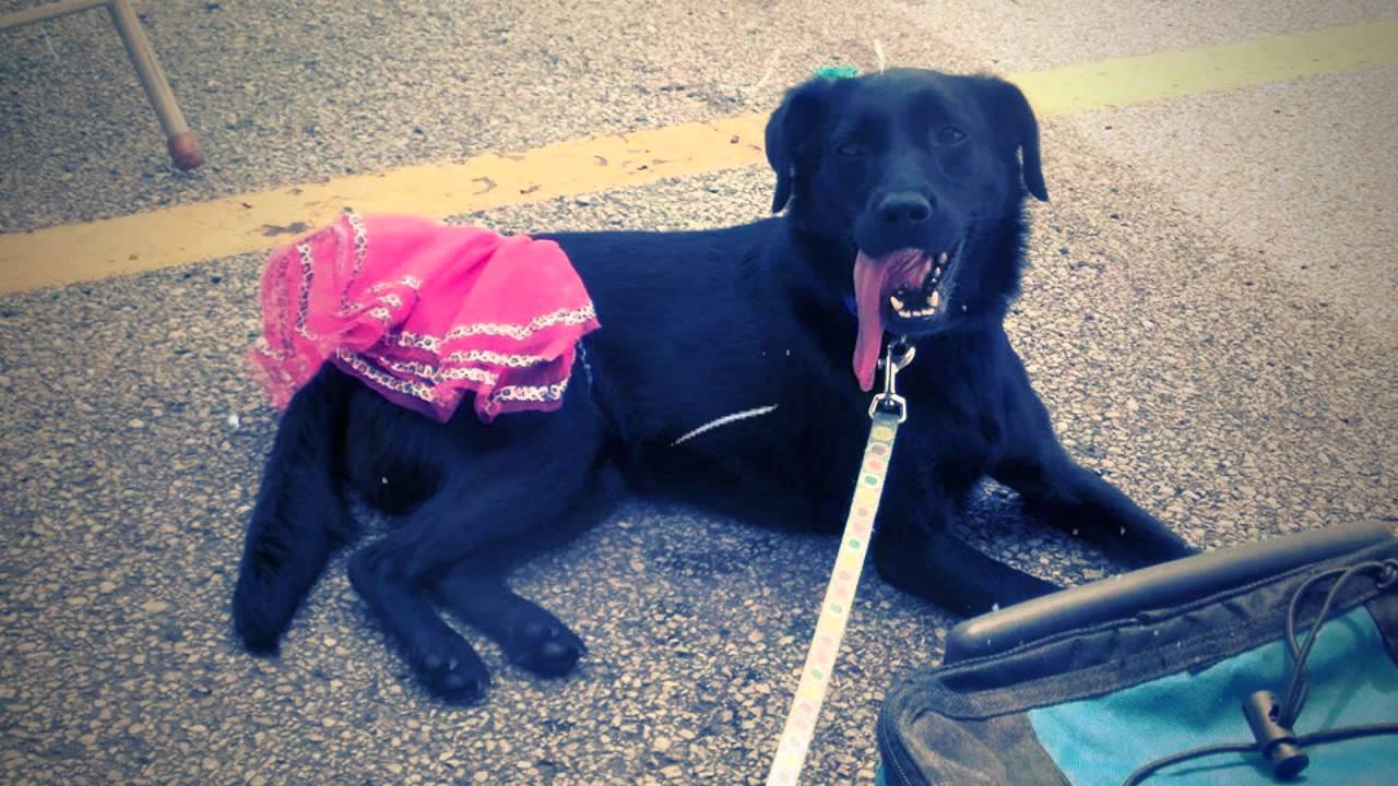 Needy Paws Rescue St. Louis Adoption Event YouTube