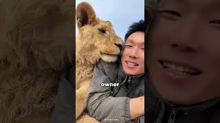 Why Lions Dont Attack Their Owners