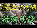 屋根上の大クス～林業女子と切る～特殊伐採