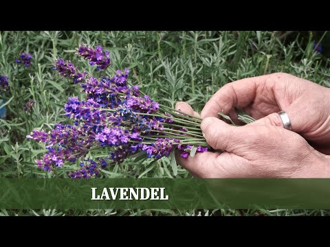 Video: Was ist Lavendel und wie man mit dieser Farbe arbeitet