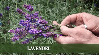 Lavendel - Alles über Rückschnitt, Sorten und Verwendung