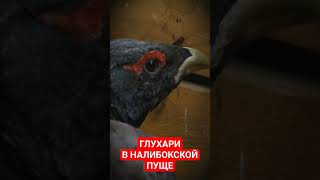 КРАСНОКНИЖНЫЕ ГЛУХАРИ/Знакомимся с обитателями заказника «Налибокский»