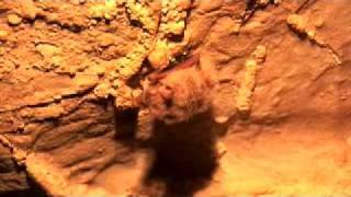 3 Questions Life In Caves