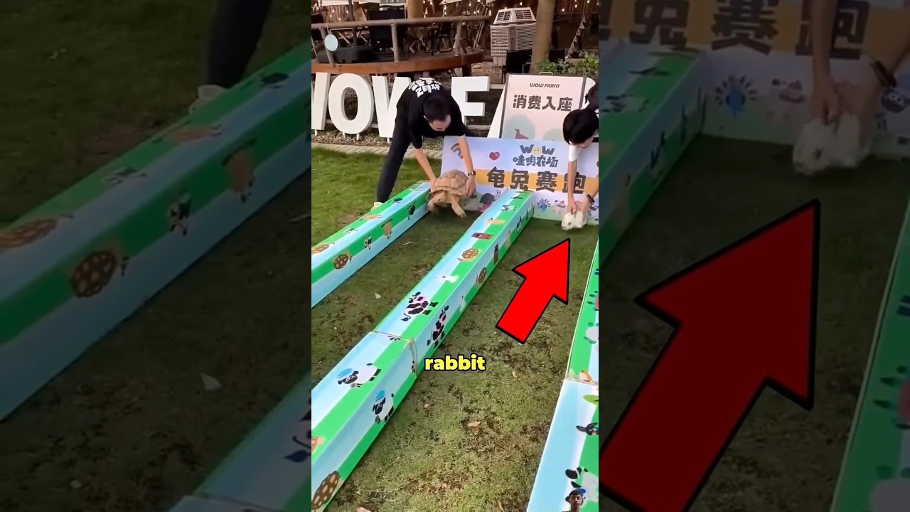 Turtles vs rabbit race!! 😨 