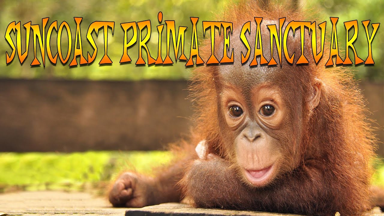 Suncoast Primate Sanctuary! Apes Monkeys & More!