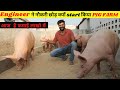 PIG FARMING की सम्पूर्ण जानकारी / How to start PIG FARMING / How to make your own PIG FEED   @@@ IFT