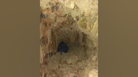 Đào cả chục khối đất để  bắt dúi