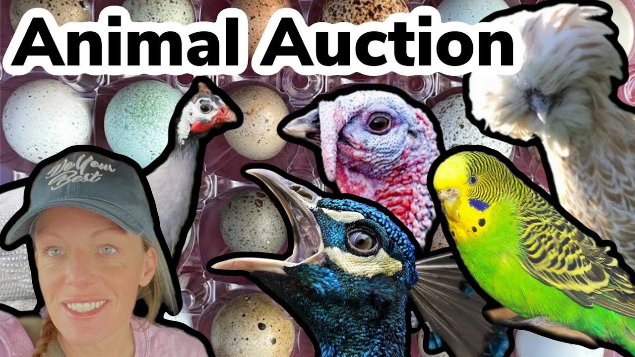 Animal Auction Time! What Will We Bring Home? YouTube