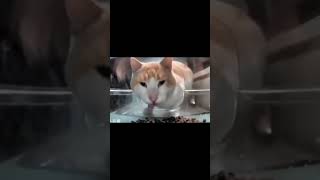 cat eating then looking at the camera meme 60 fps