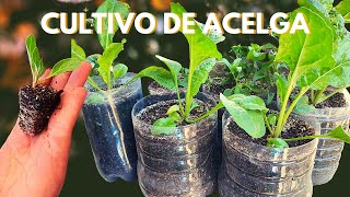 CULTIVA TUS PROPIAS ACELGAS AÚN CON POCO ESPACIO by Desde la Raíz - Huertos Urbanos 3,949 views 1 year ago 5 minutes, 25 seconds