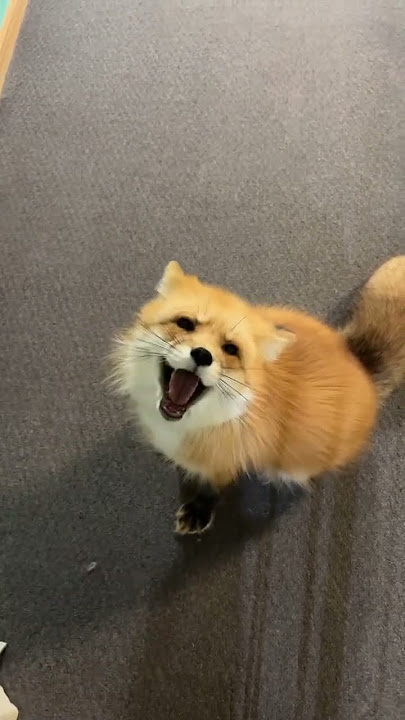 Miles the Red Fox gets a boop! 💚 #redfox #petfox #exotic #fox