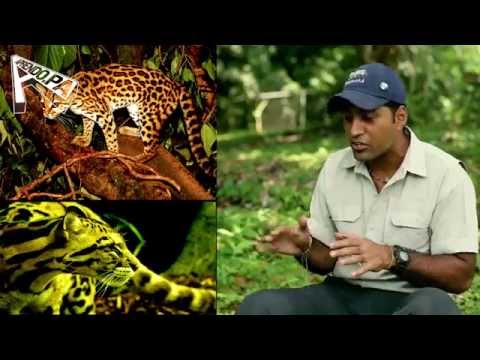 Vídeo: Cómo: Convertirse En Biólogo De Vida Silvestre - Matador Network