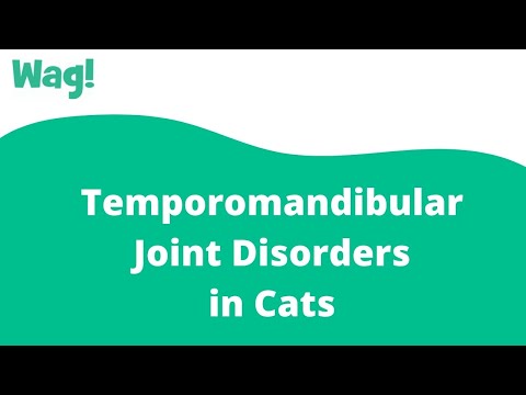 Video: Temporomandibular Joint Disorders In Cats