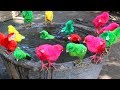 SWIMMING CHICKS FRACAS WITH KOLORS BACKYARD / FishCutting