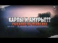 Медвежка. Ловля карпа. Русская Рыбалка 4